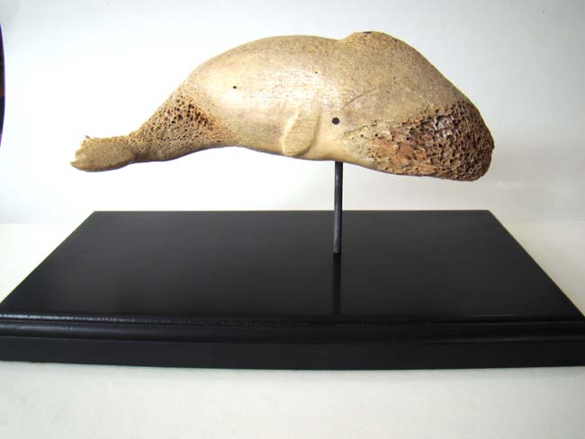 A Charming 19th century Sperm Whale carved from whalebone — image 3